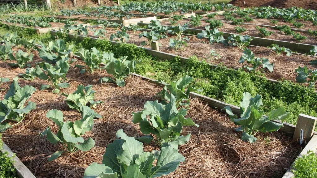 Unlocking the Secrets of Successful Backyard Gardening