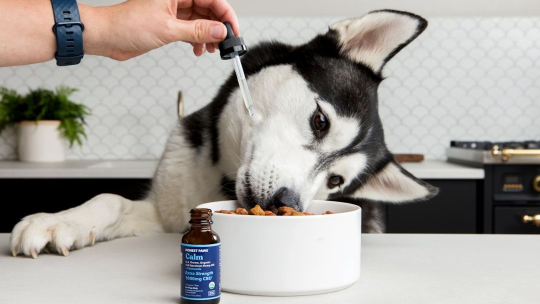 Why Your Pet's Diet Is Costing You More