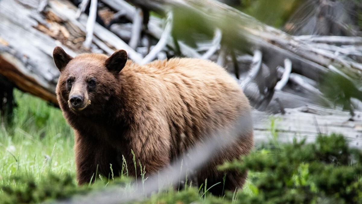 I Was at Yellowstone for the First Grizzly Sighting of 2026: Here's Why the Park Service Is on High Alert