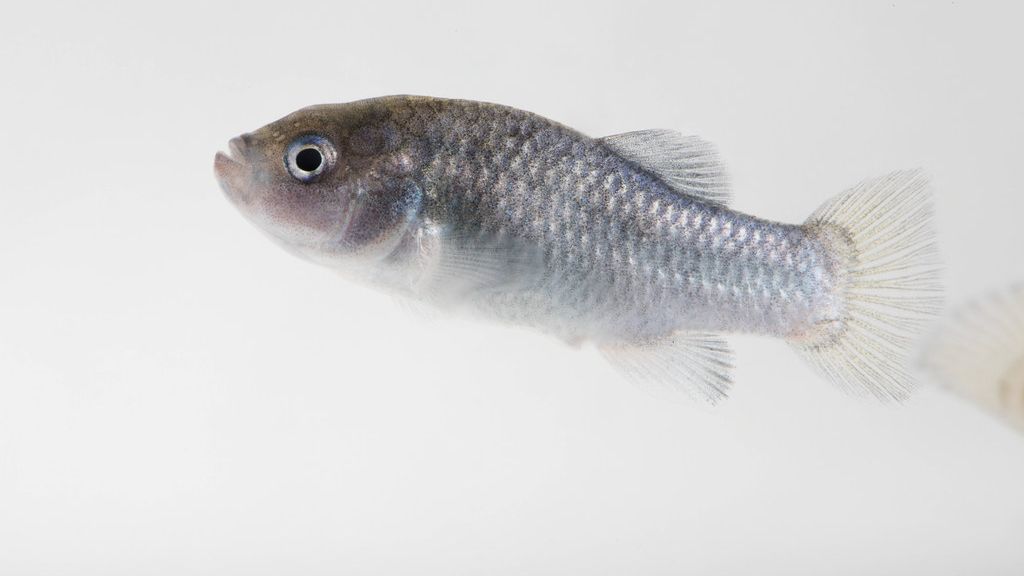 I Visited Death Valley's Reopened Rare Creature Habitat: What It's Like to See a Living Fossil