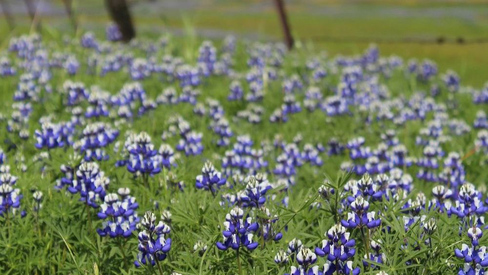 I Saw the 'Superbloom' in the California Desert: Here Is the Secret Entrance to Avoid the Massive Crowds