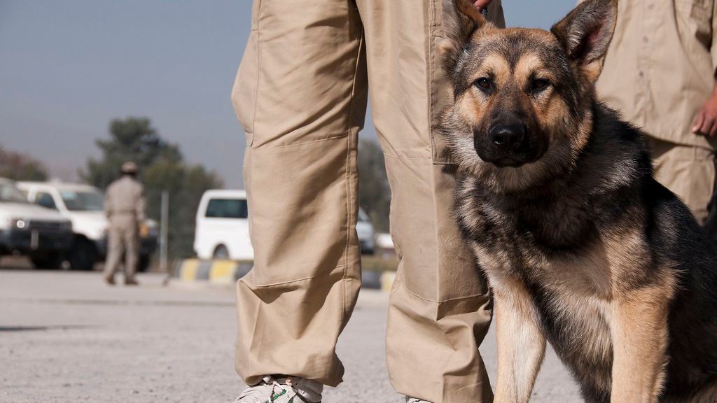 I’m a TSA K9 Handler: Here is What My Dog is Actually Looking for (It’s Not Always Drugs)