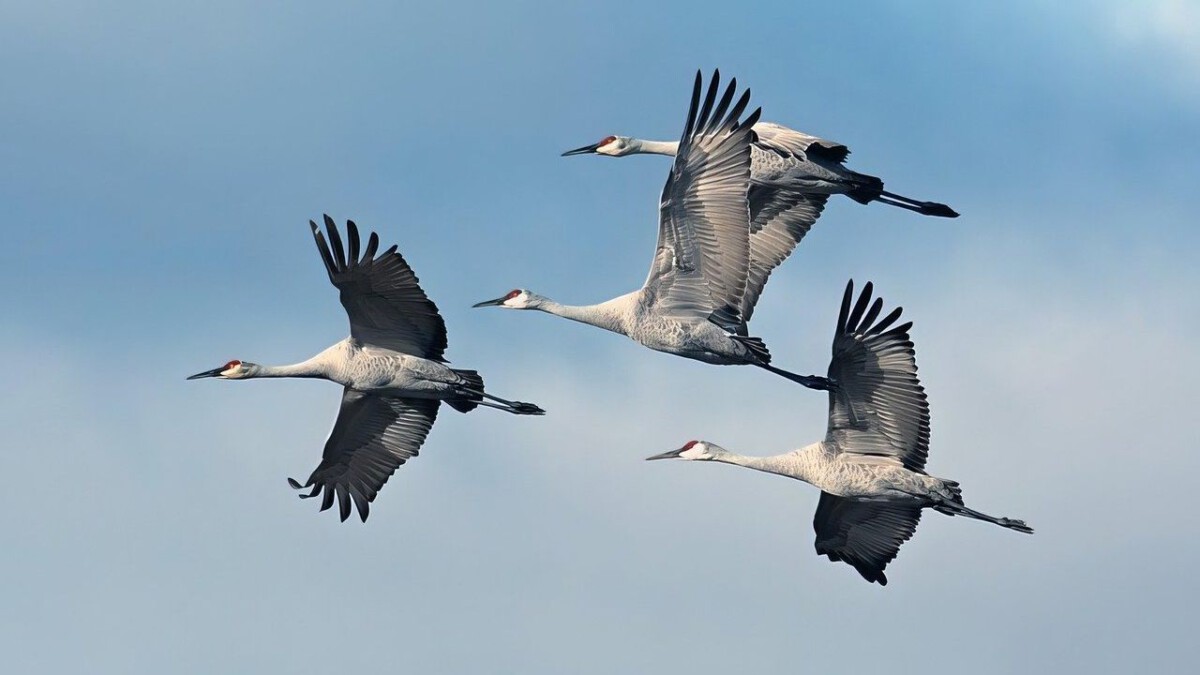 Why Scientists Are Tracking a Massive Move of Wildlife Toward the Appalachians