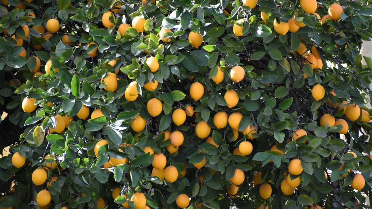 5 Common House Plants That Are Actually Illegal to Move Across State Lines