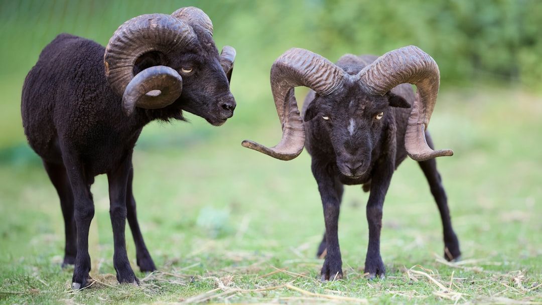 If You Are These 2 Signs, Your Biggest Rival is Actually Your Biggest Fan