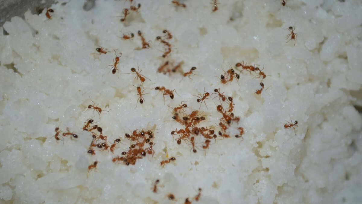 SF woman finds insects inside rice bags from Amazon: 'There were things wiggling in it!'