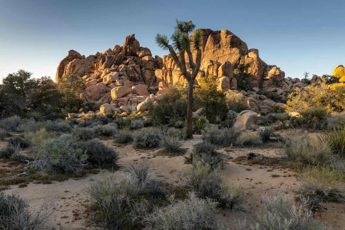 Sunset view of rocky landscape with Joshua trees in Joshua Tree National Park.