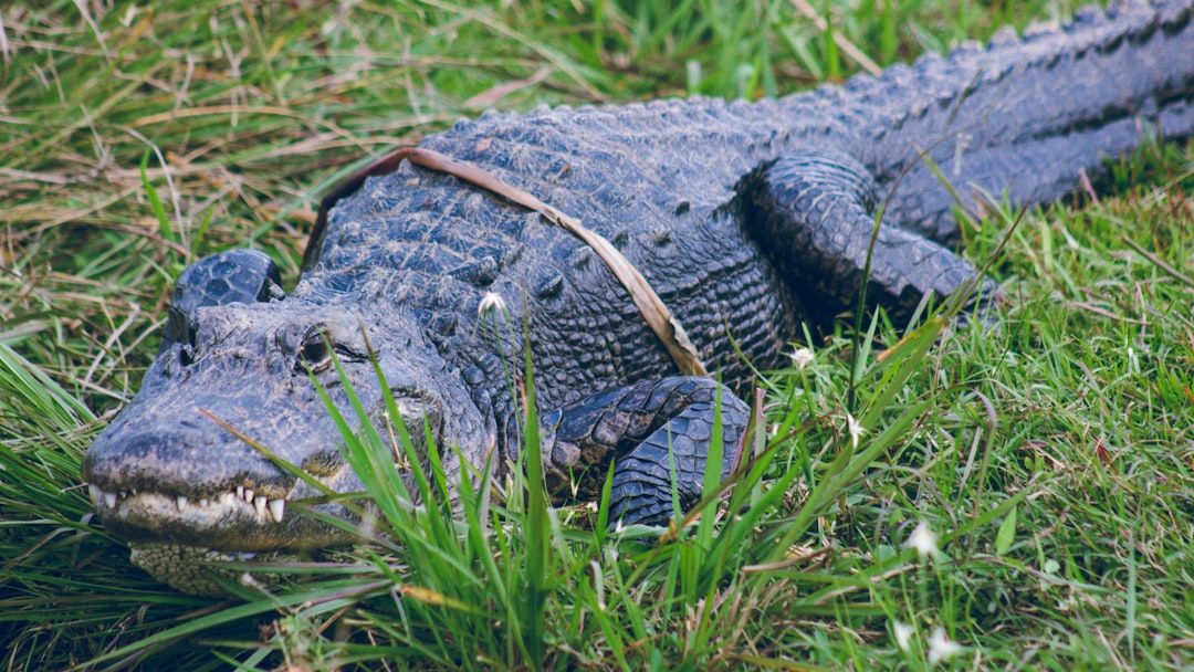 Court Clears Path for “Alligator Alcatraz” on Sacred Tribal Land