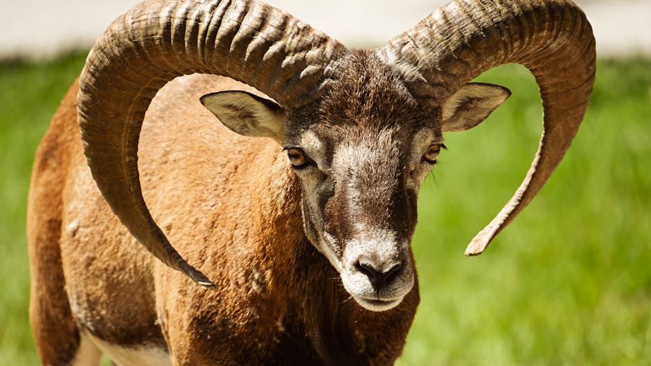 The 4 Zodiac Signs Most Likely to See a Massive Career Promotion Before Winter
