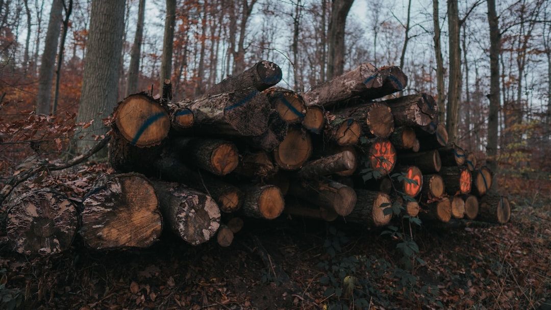 Survivalist gunman hiding in woods after shooting wife and fleeing