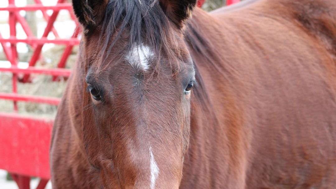 Fort Hood horse up for adoption, with more on the way