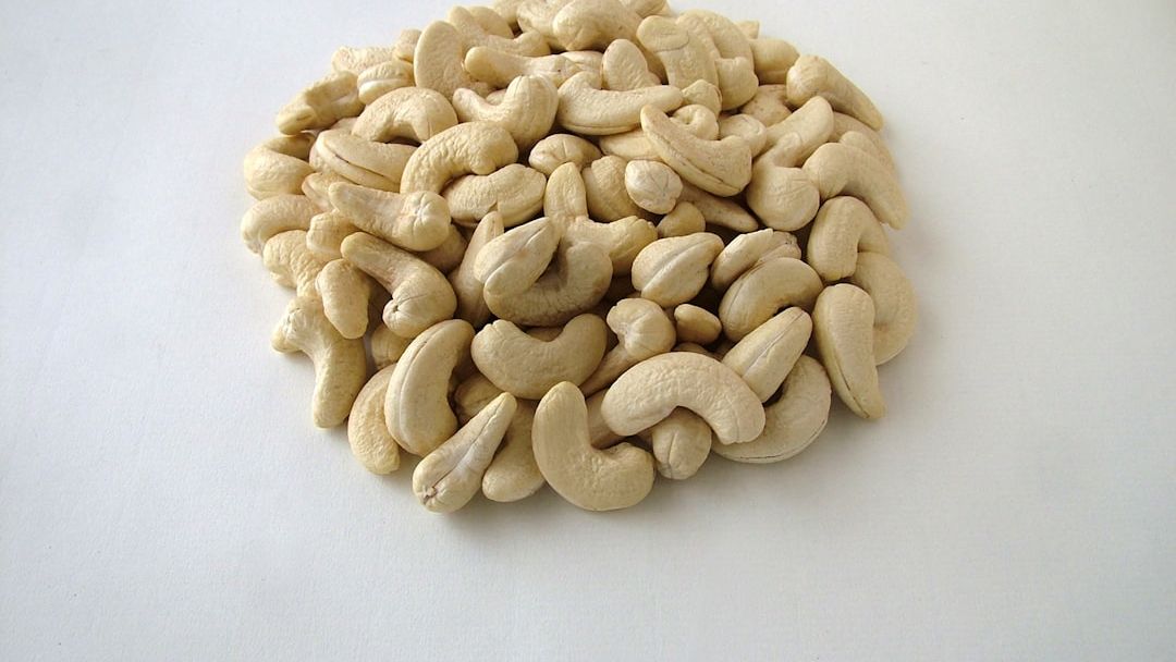 ‘Need to explore the value-addition potential of cashew apples instead of wasting them’