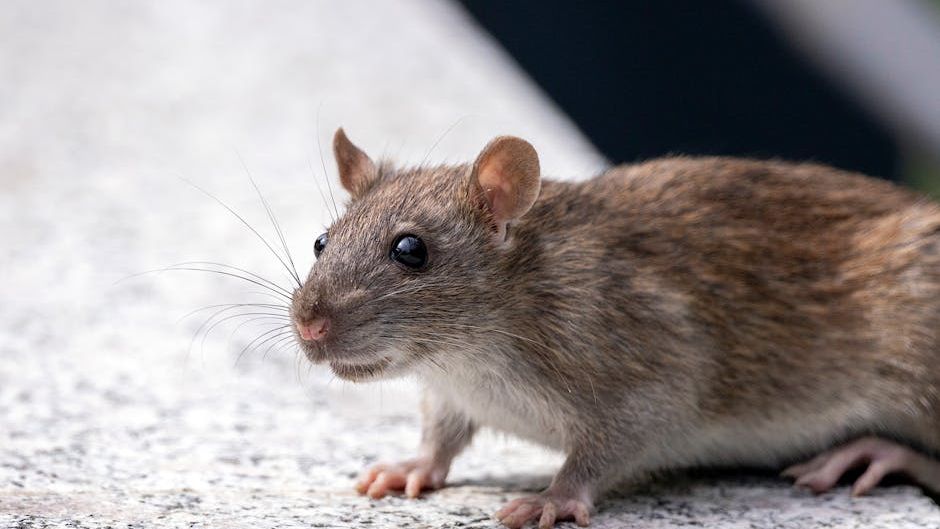 One evacuated passenger tests positive for hantavirus and another develops symptoms on flight home