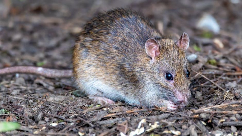 Hantavirus latest: CA health officials say public risk is minimal
