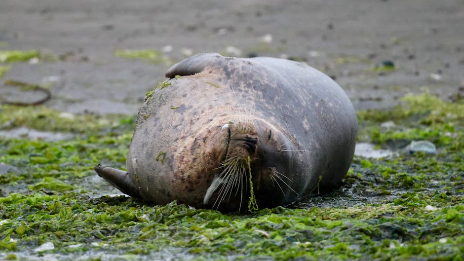 Mornington icon 'Sammy the seal' believed to be dead