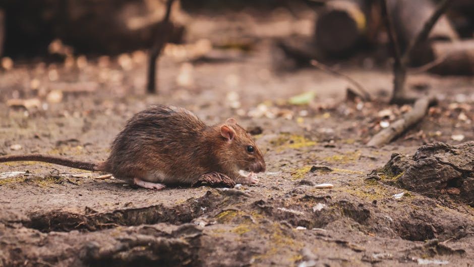 Five rescued from Hantavirus cruise ship to arrive in Australia tomorrow