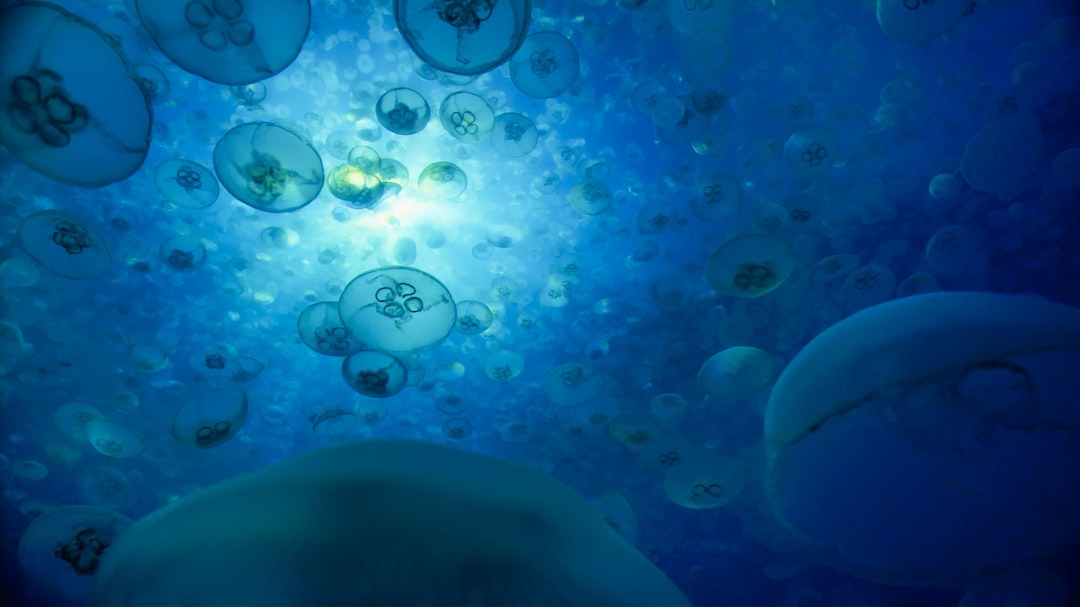 Thousands of mysterious underwater UFOs spotted off US shores: report