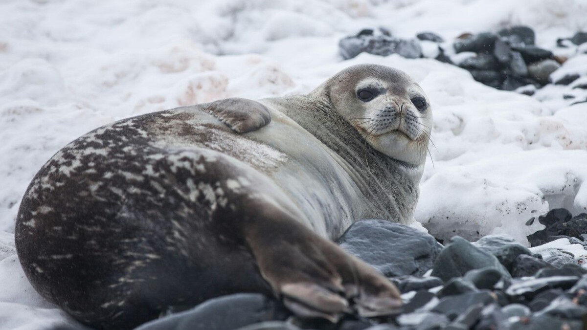 Who is Igor Lytvynchuk? Tourist Accused of Throwing Rock at Endangered Seal