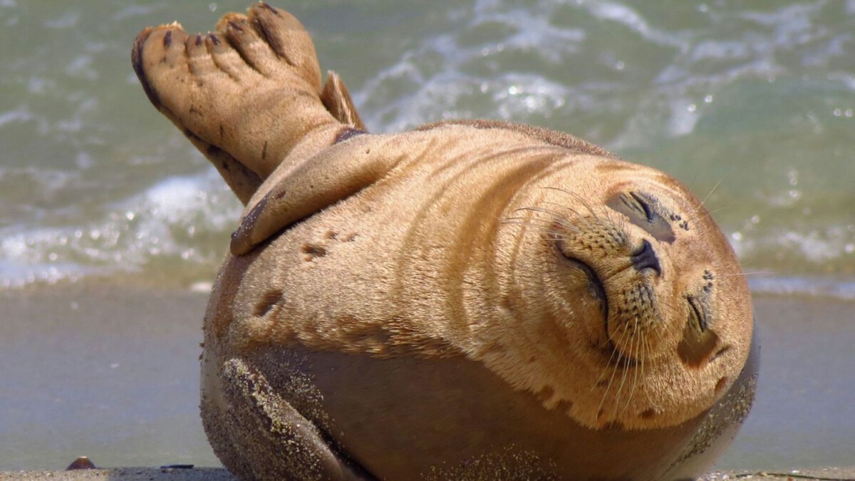 Feds arrest tourist accused of hurling rock at endangered seal's head