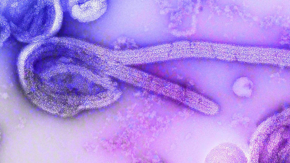 How Ebola Compares to Hantavirus as 'Small Number' of Americans Impacted in DRC