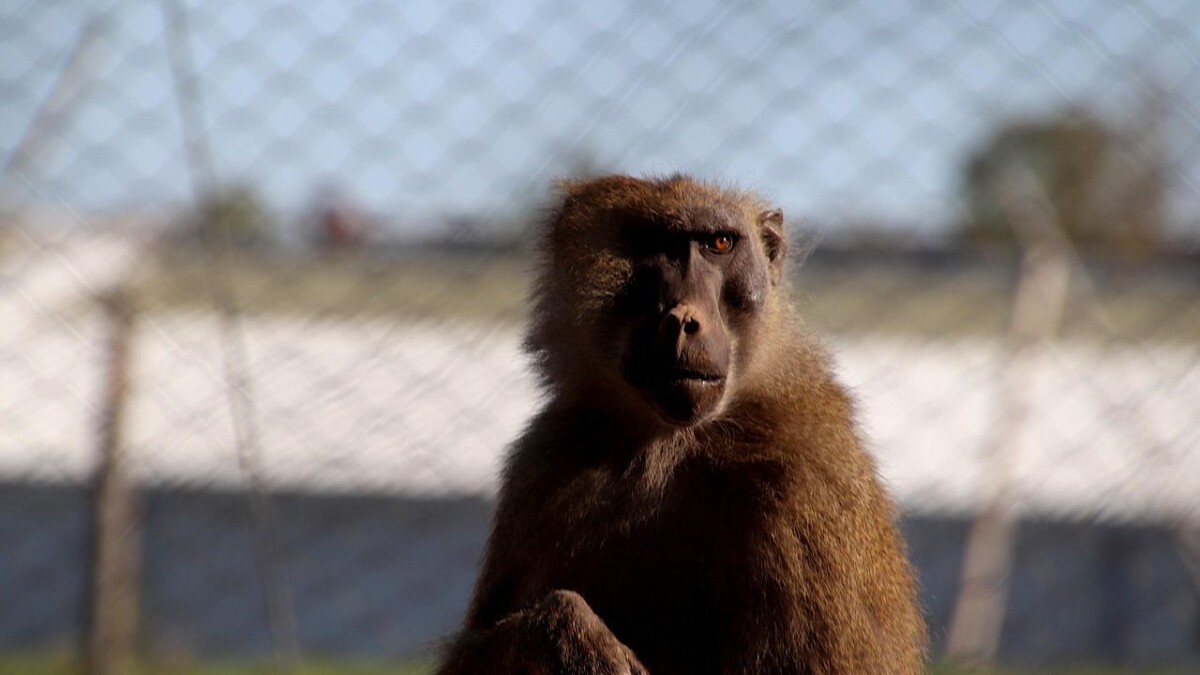 Two Americans arrested after costumed man entered enclosure of viral Japanese monkey