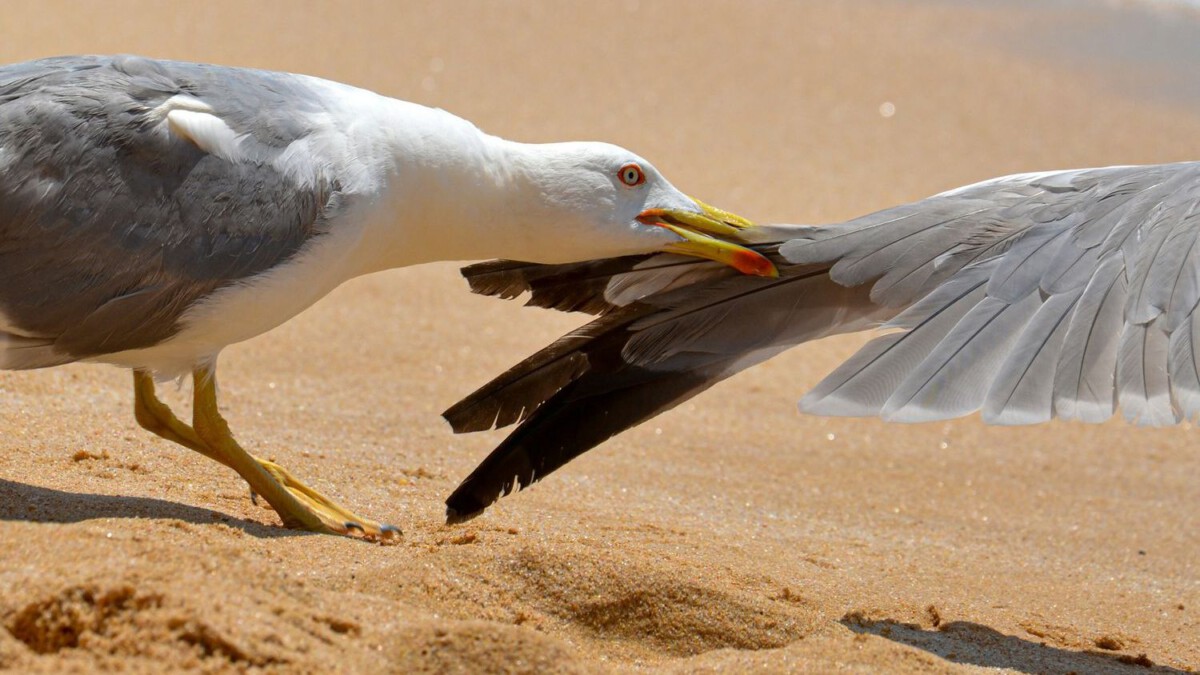 Three stabbed as hundreds take over Rhode Island beaches